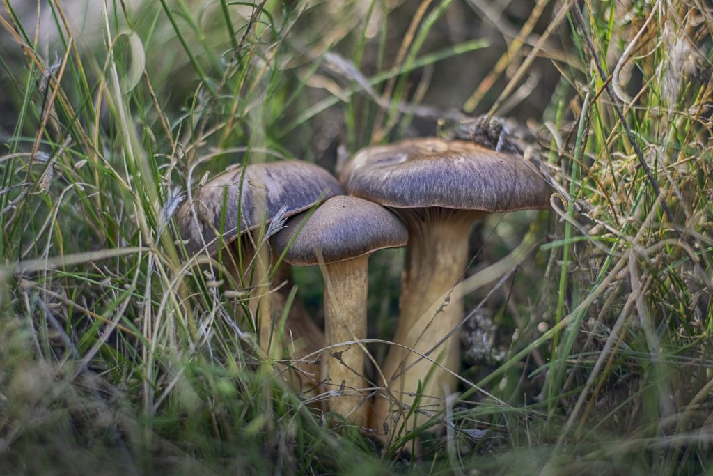 Dozens fined over ‘illegal mushroom picking’ from Epping Forest