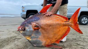 Nadir görülen gizemli Opah balığı kıyıya vurdu