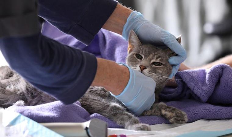 İngiltere’de gizemli kedi hastalığı:  Zehirli mamadan şüpheleniliyor