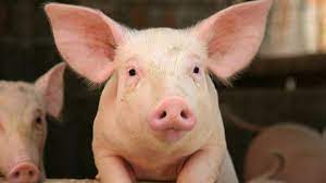 İngiltere’de yüz binlerce domuz öldürülebilir