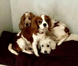 Galler’de yaklaşık 200 köpek yasa dışı olduğu iddia edilen köpek çiftliğinden kurtarıldı