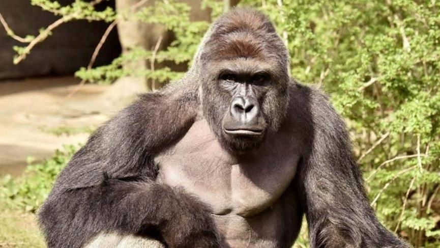 Hayvanat bahçesindeki 13 goril Covid-19’a yakalandı