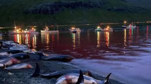 Katliam gibi festival: 1428 balina ve yunus öldürüldü