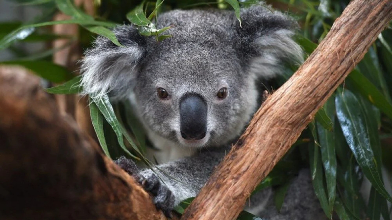 Avustralya, koalaları nesli tükenmekte olan hayvan listesine aldı