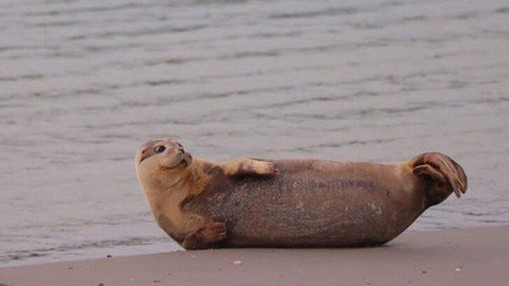 İngiltere’den doğaya bırakılan öksüz fok yavrusu Fransa sahillerinde görüldü