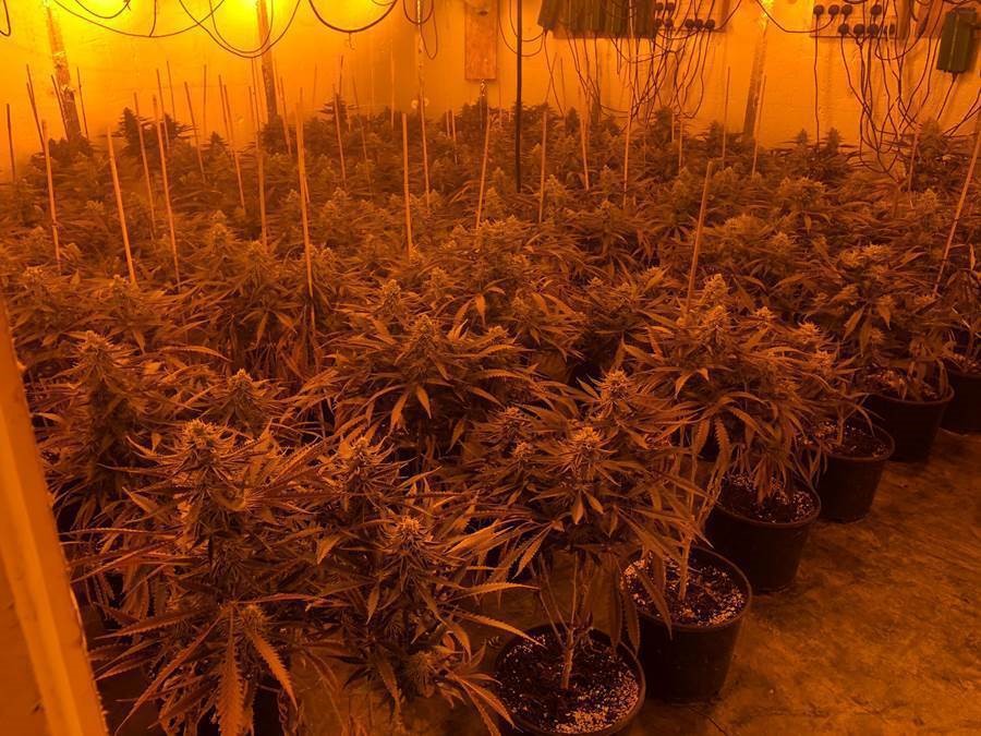 Police seize £300,000 of cannabis, guns and two crossbows in east London