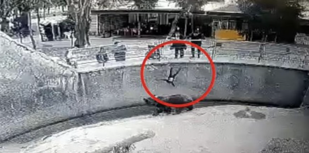 3 yaşındaki kızını, hayvanat bahçesindeki ayının önüne attı