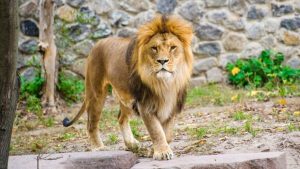 Hayvanat bahçesinde bakıcılardan aslanlara corona bulaştı