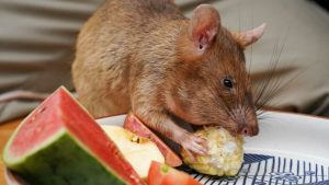 Mayın avcısı kahraman fare Magawa hayatını kaybetti