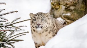 Kar Leoparı Ayana koronavirüsten öldü