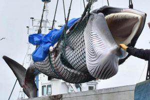 İzlanda Hükümeti, 2024’den sonra balina avcılığına yasaklıyor