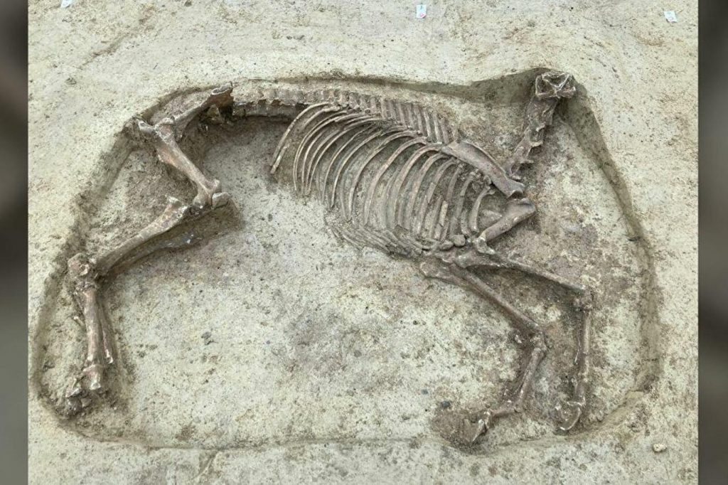 Başsız atıyla yan yana gömülen adamın kalıntıları bulundu