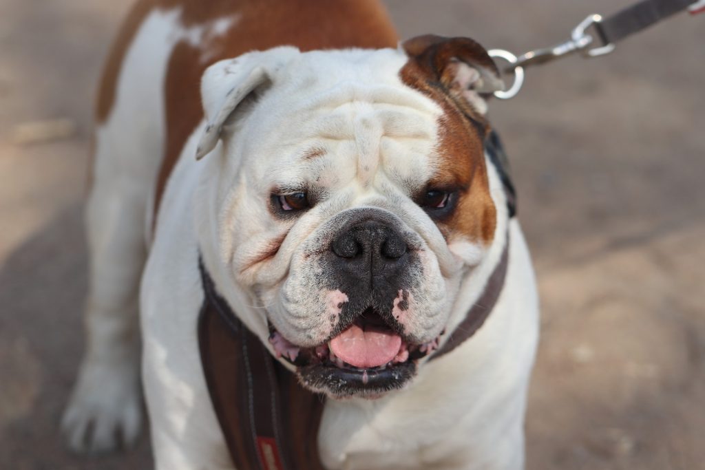 Norveç’te İngiliz Bulldog ve King Charles köpek cinsleri yasaklandı