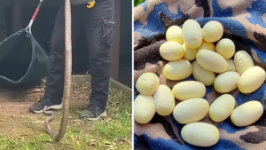 Dünyanın en zehirli yumurtası ilk kez görüntülendi