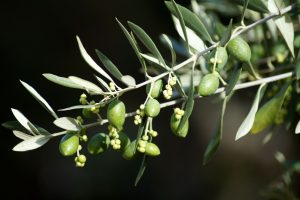 ‘Olive leaf extract can reduce knee pain’