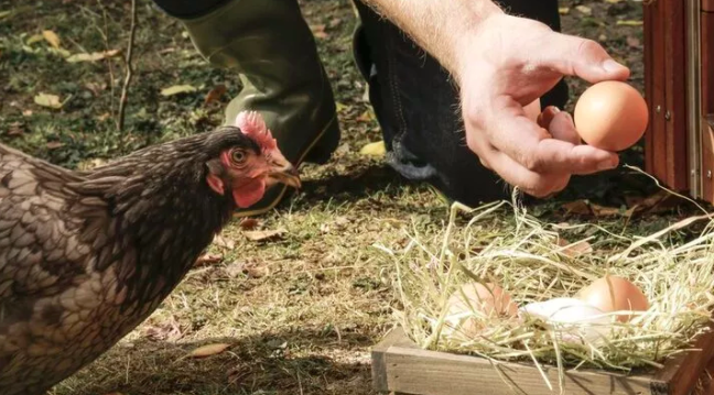 Kuş gribi nedeniyle İngiltere’de gezen tavuk yumurtası satılmayacak