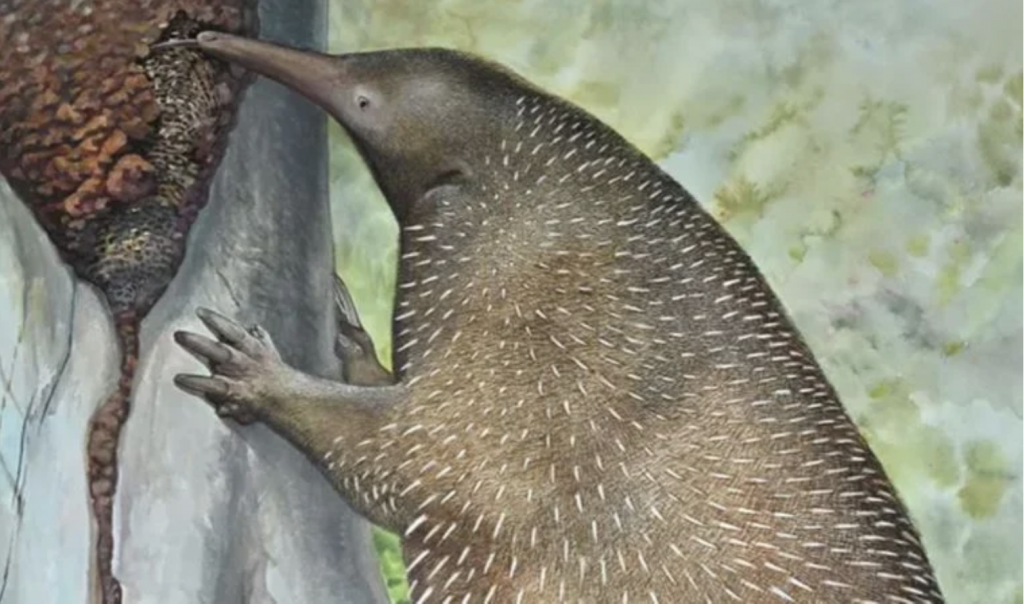 Avustralyalı bilim insanları, iki gizemli canlının kökenlerinin izini sürüyor