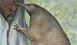 Avustralyalı bilim insanları, iki gizemli canlının kökenlerinin izini sürüyor