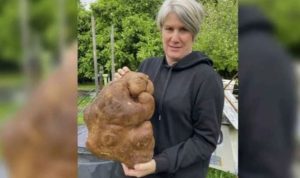 Dünyanın en büyük patatesini bulduklarına inanan çift Guinness’e giremedi