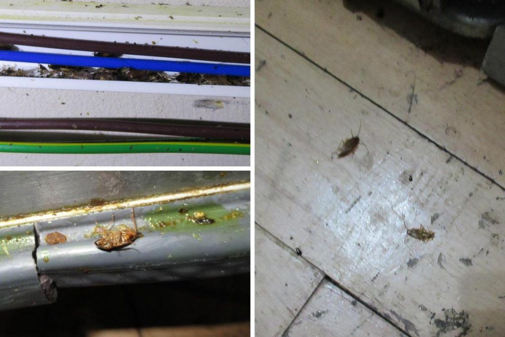 Doğu Londra’da bir pub’da hamamböceği sürüsü bulundu