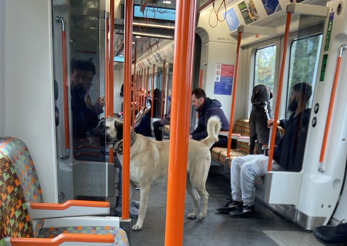 Londra metrosunda Sivas kangalı