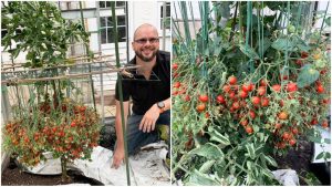 Londra’da tek bir gövdede ‘en fazla domates yetiştirme’ rekoru kırıldı