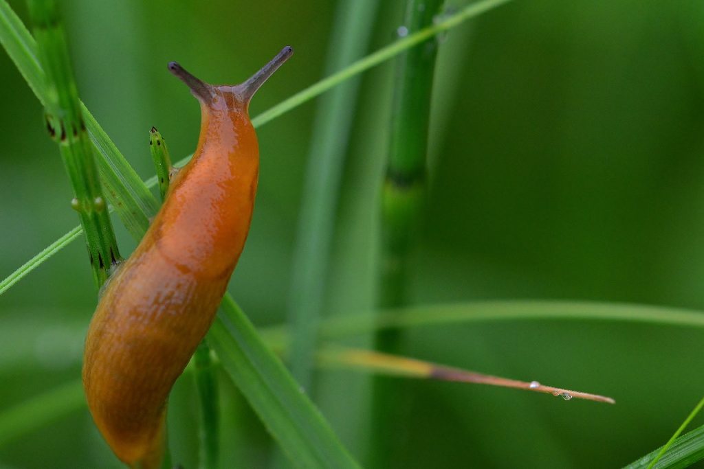 Slug pellets banned in the UK