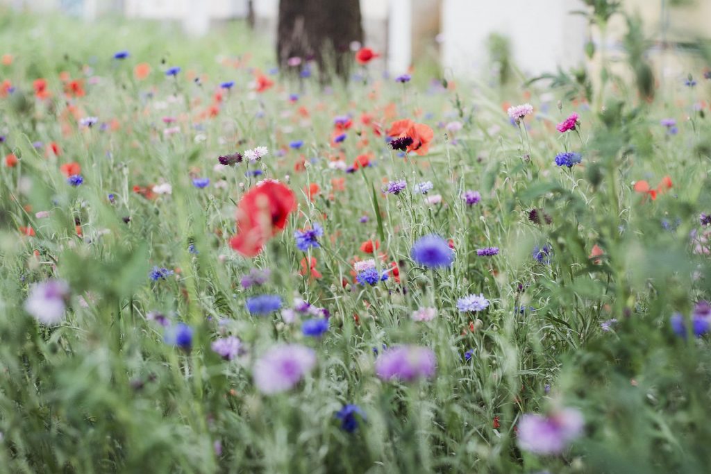 Gardeners urged to let lawns go wild to boost nature