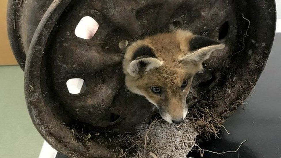 Four fox cubs rescued from old car wheels in a month in London