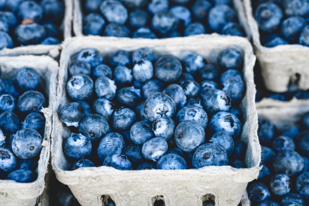 Study: Half cup of blueberries daily could help stave off dementia later