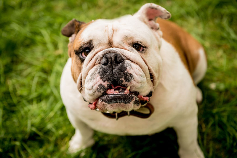 İngiliz bulldoglar diğer köpek türlerine göre daha sağlıksız