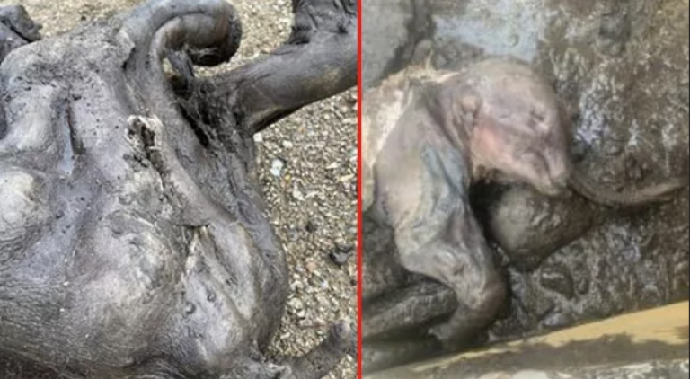 30 bin yıllık bozulmamış ‘yavru mamut’ bulundu