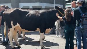 İklim planını protesto eden çiftçiler, inekleriyle meclisi bastı