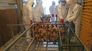 İngiltere’de kuş gribi salgını: 3 binden fazla kuş öldü