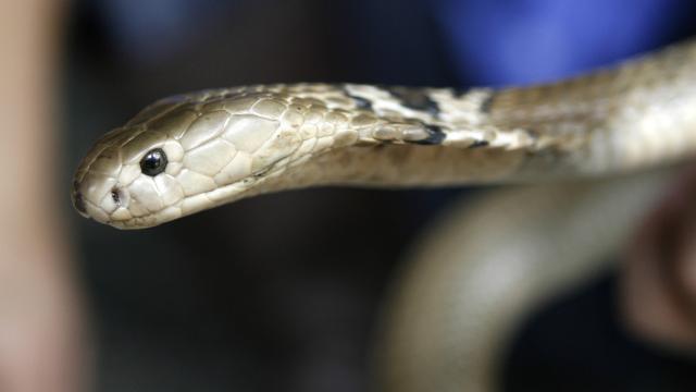 İngiltere’de yılanların ısırdığı kişilerin sayısı artıyor