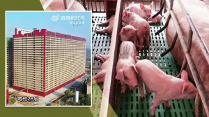 Çinli şirket, domuzlar için gökdelen yaptırdı