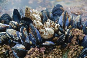 Mussel numbers in the Thames drop by 95 per cent