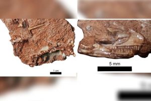 İngiltere’de kertenkelelerin atasının fosili bulundu