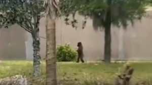İnsan gibi yürüyen goril sosyal medyada viral oldu