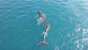Akdeniz’de skolyozlu bir balina görüntülendi