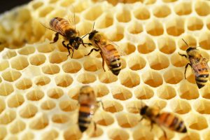 Scientists look to honey as an antibiotic alternative