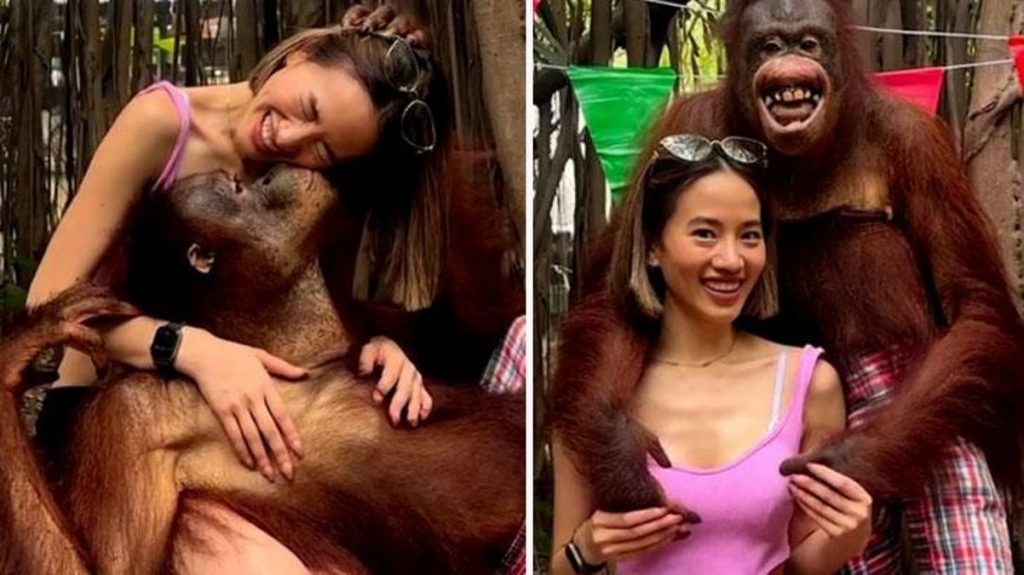Genç turist orangutanın yaptıklarıyla şaşkına döndü