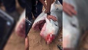 Mısır’da Rus turisti öldüren köpek balığı mumyalanacak