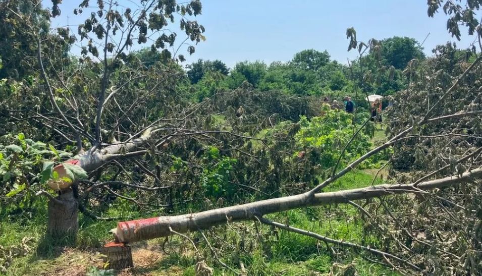 Man arrested over south London ‘tree massacre’