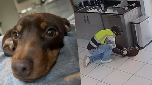 İngiliz Polisi, çalınan küçük köpek Twiglet’i buldu