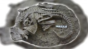 125 milyon yıl öncesine ait dinozor ve ona saldıran memelinin fosili bulundu