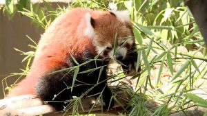 İngiltere’deki bir hayvanat bahçesinde ikiz kızıl panda düyaya geldi