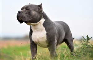 Ban date confirmed for American bully XLs 