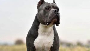American bully XLs will be banned by end of year – PM