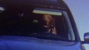 Direksiyon başında köpeği görüntülenen araç sahibine ceza